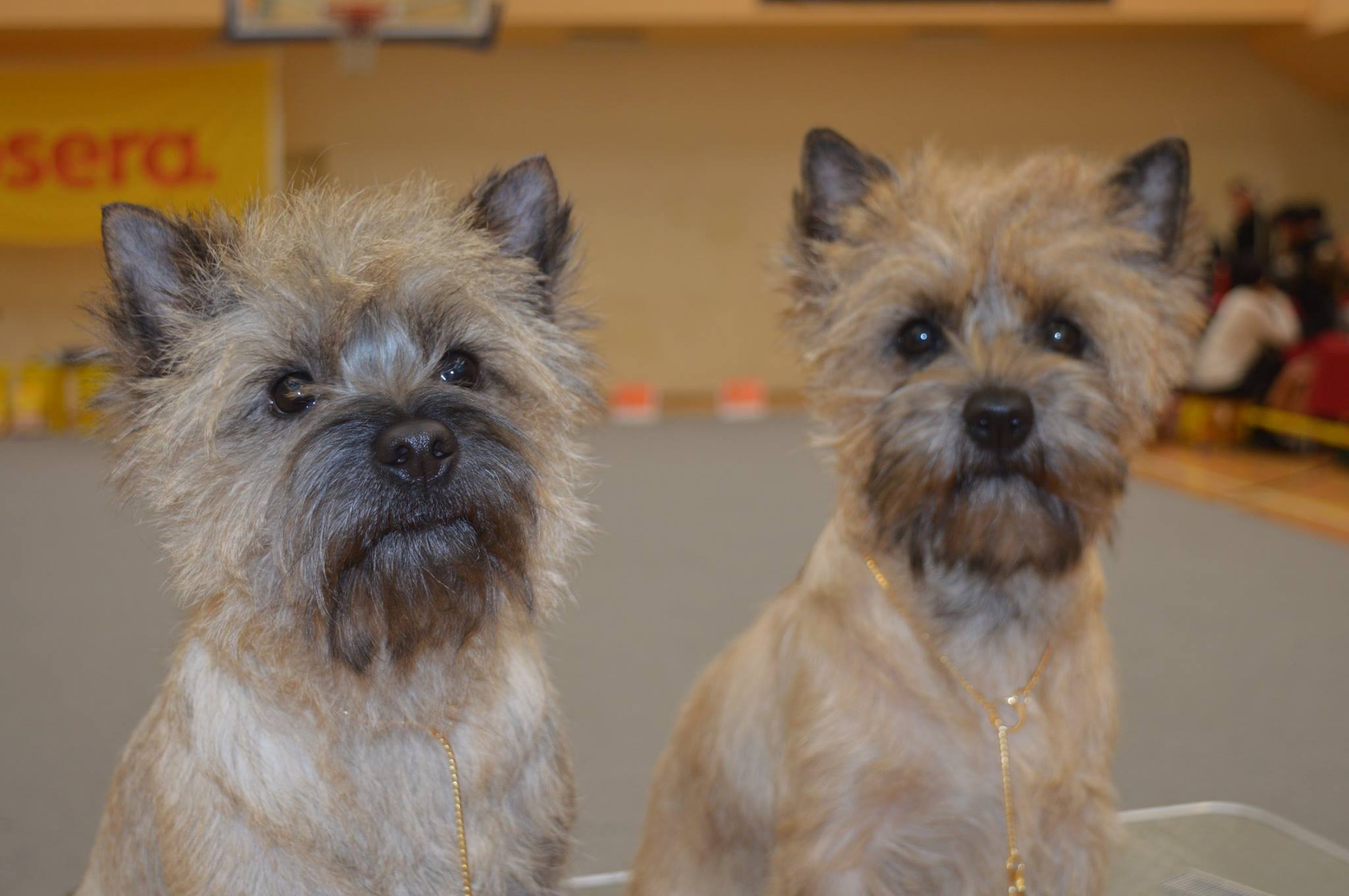 Miketo Cairn Terrier